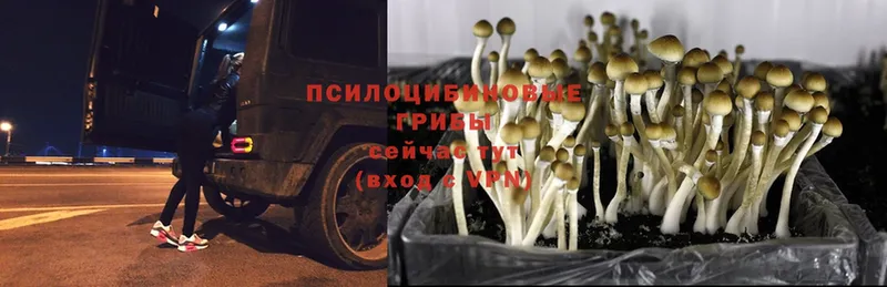 что такое наркотик  Партизанск  MEGA зеркало  Галлюциногенные грибы Psilocybe 